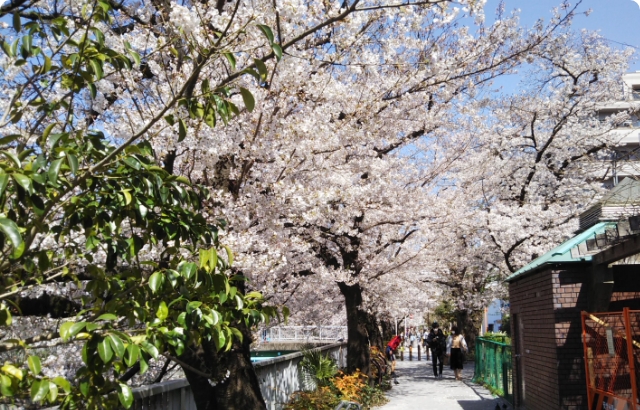神田川遊歩道