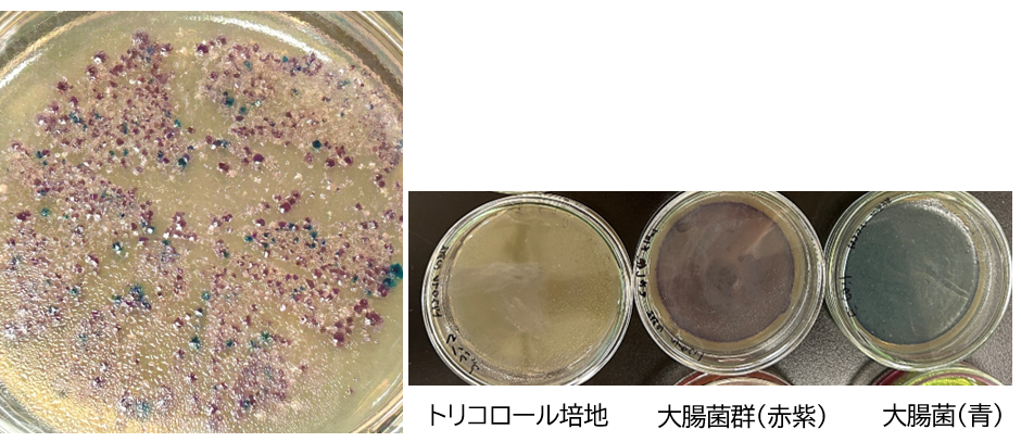 大腸菌・大腸菌群検査で食品の衛生管理を学ぶ! (東京テクニカルカレッジ バイオテクノロジー科 応用微生物学実習)〔138〕 | 東京新宿から4 ...
