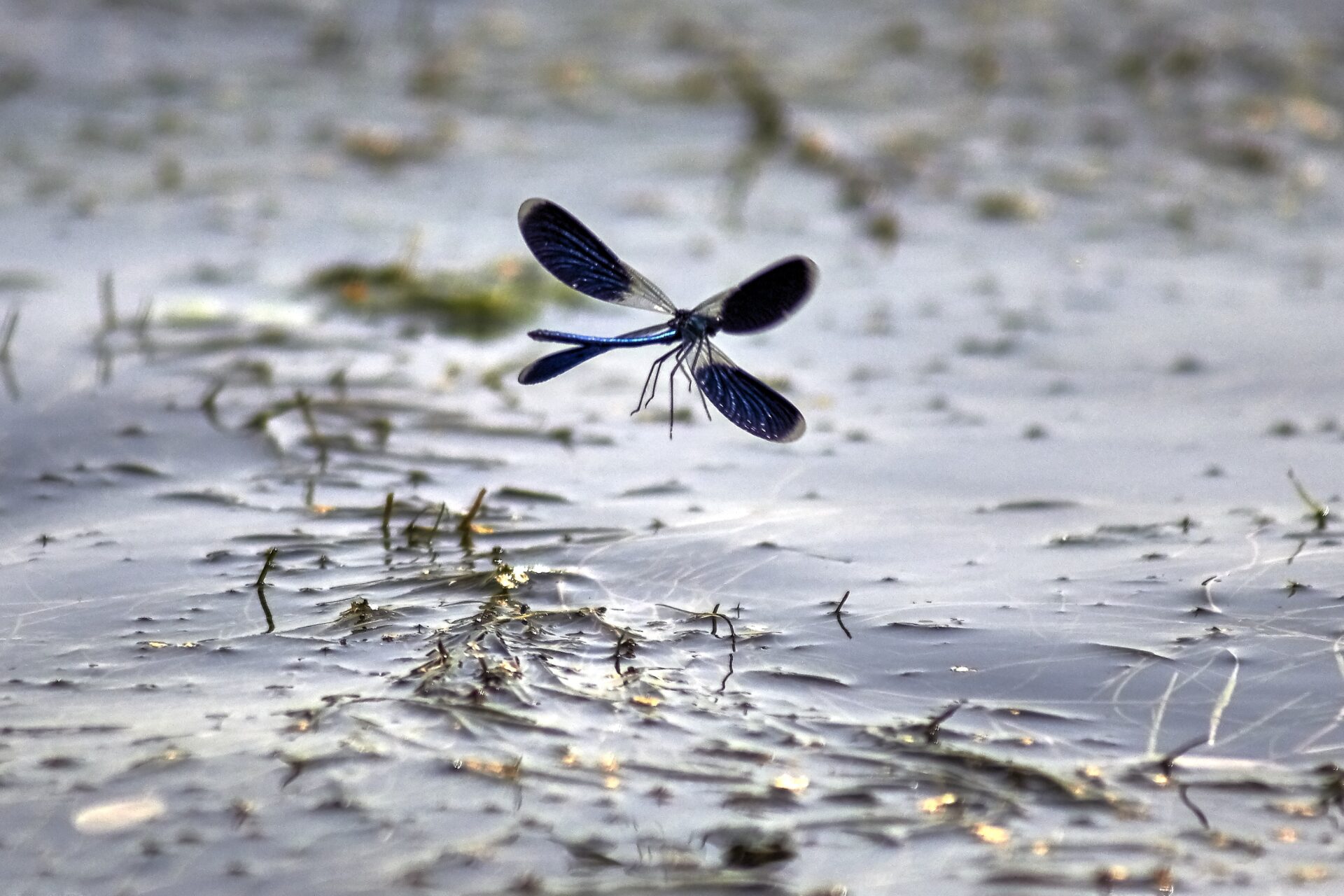 水生昆虫を観察して、生息環境の状態を調べよう！