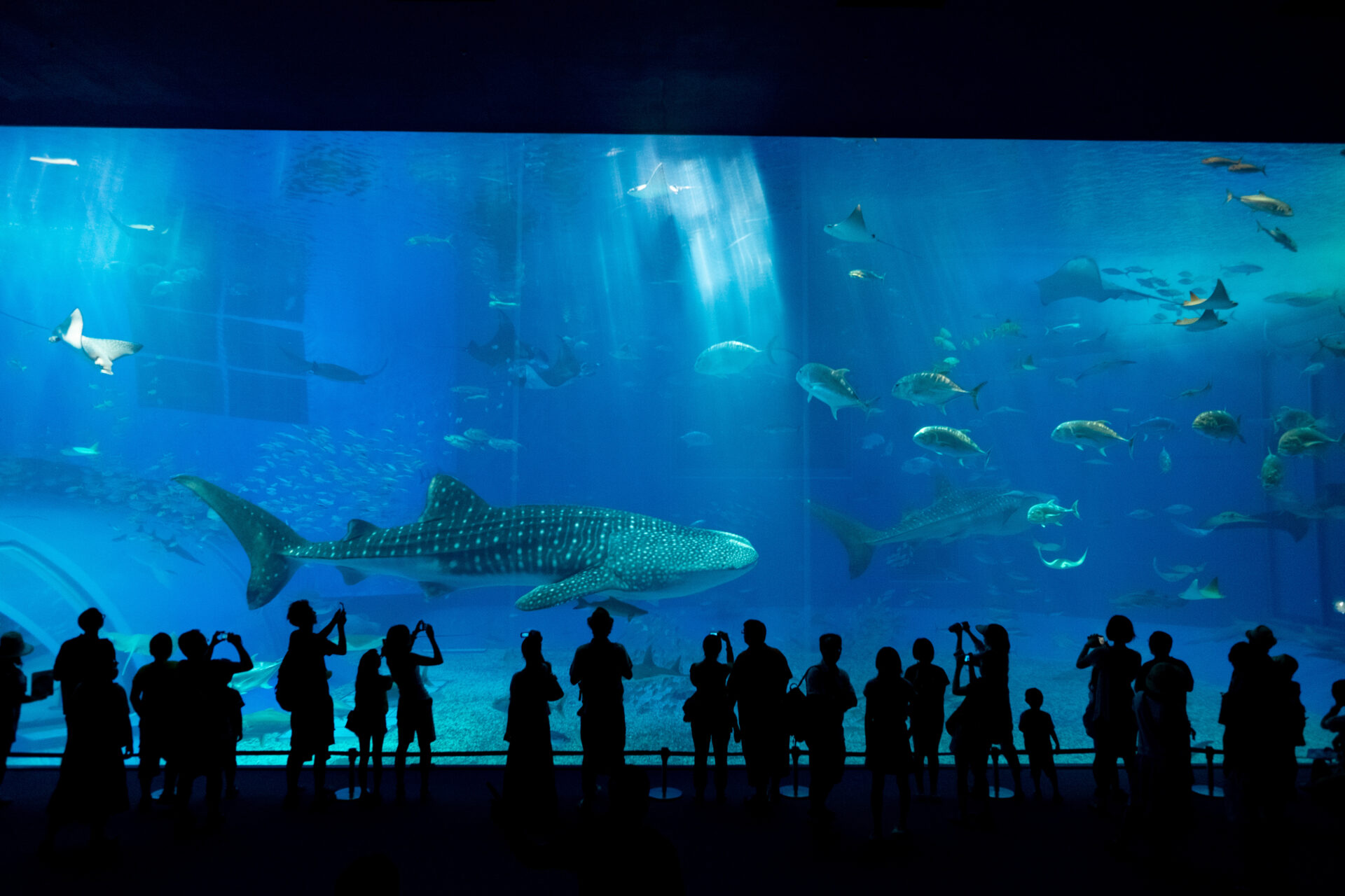 特別見学ツアー！アクアパーク品川へGO！水質維持の裏側も見られる！