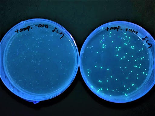 光る大腸菌！？DNA実験に挑戦してみよう！